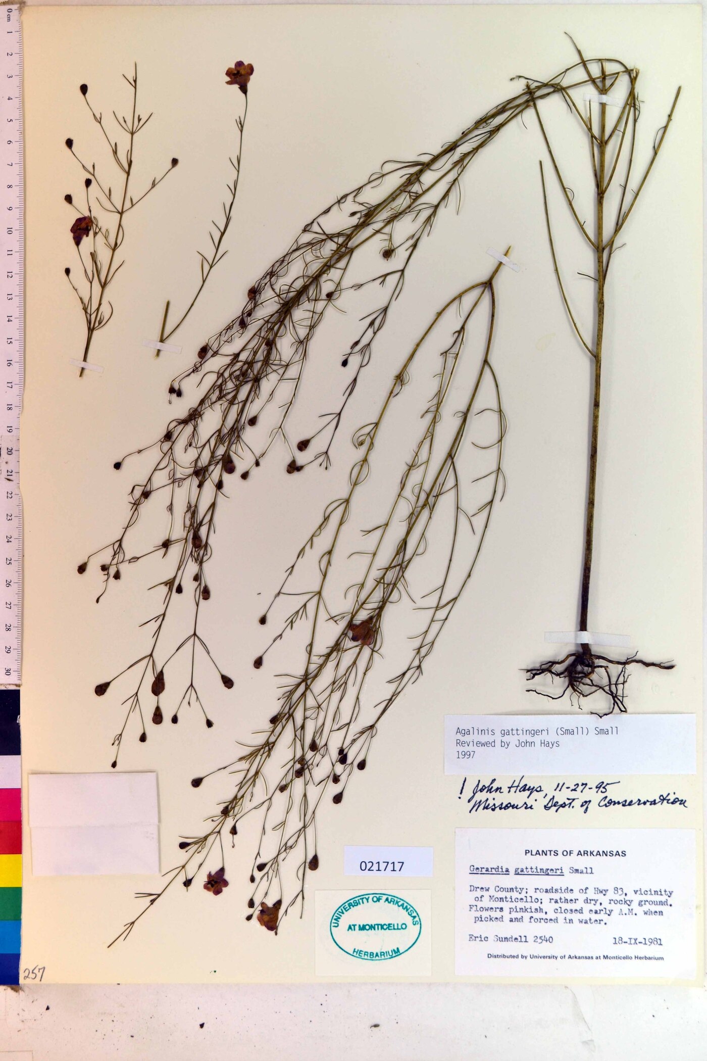 Agalinis gattingeri image