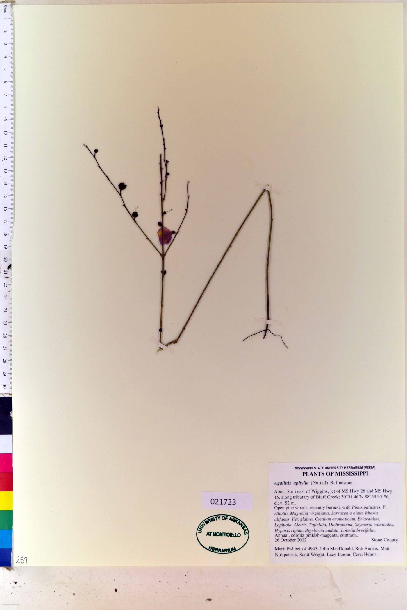 Agalinis aphylla image