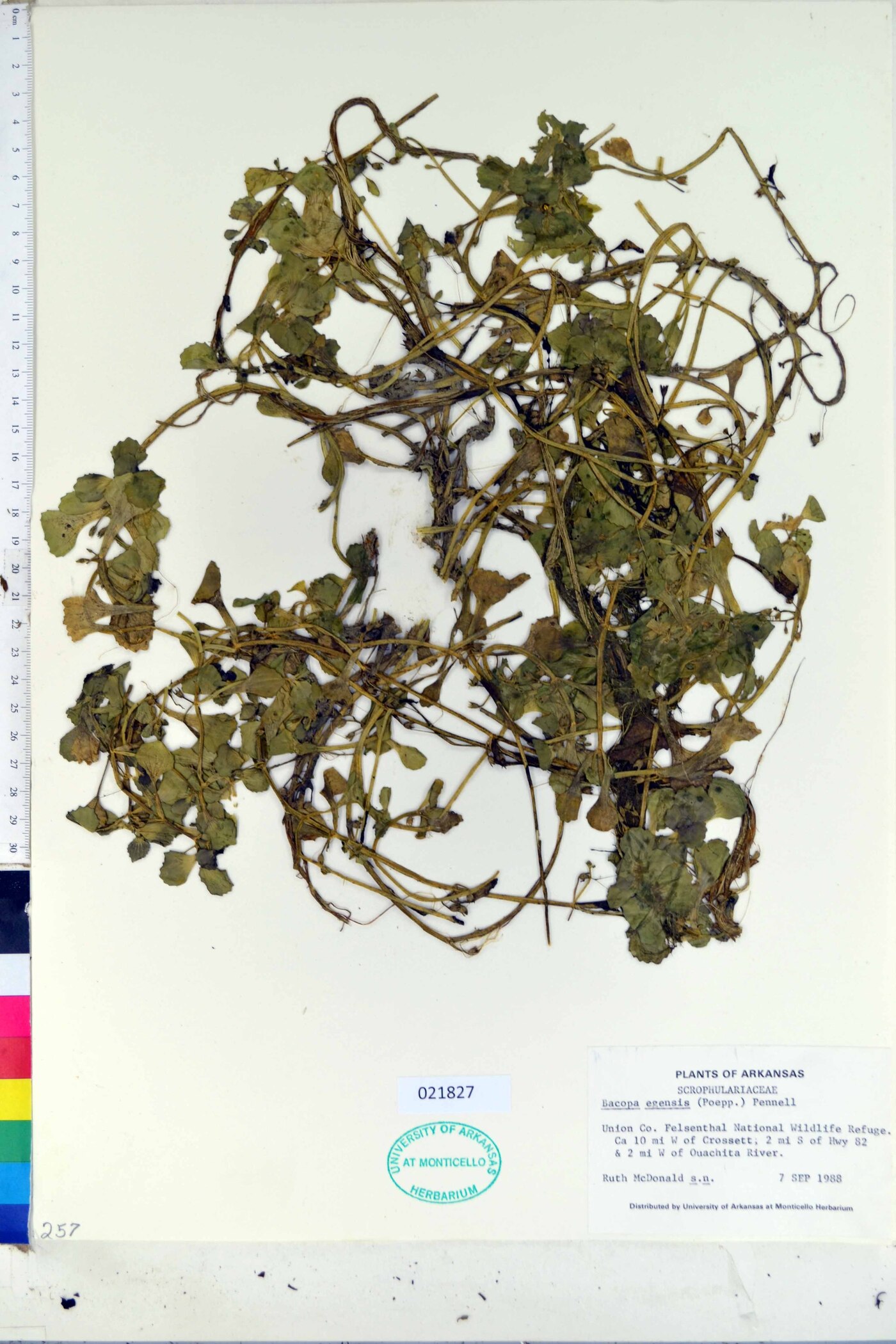 Bacopa egensis image