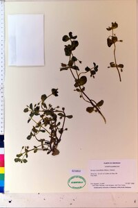 Bacopa rotundifolia image