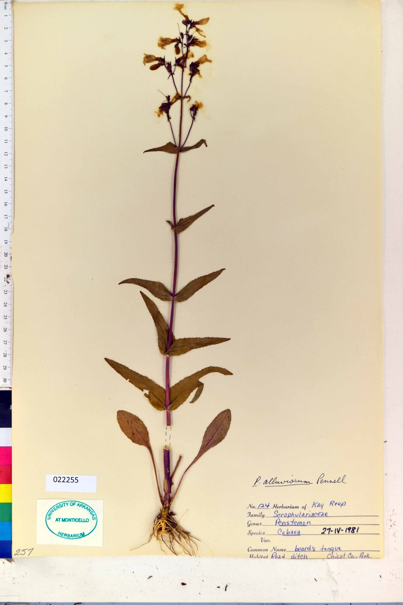 Penstemon alluviorum image