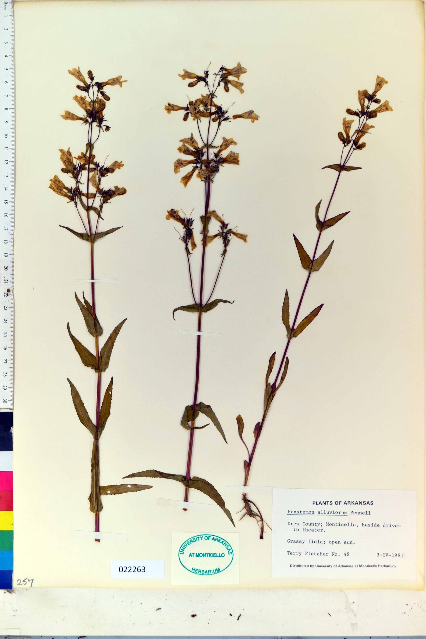 Penstemon alluviorum image