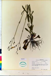 Penstemon laxiflorus image