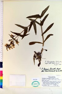 Penstemon laevigatus image