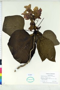 Catalpa speciosa image