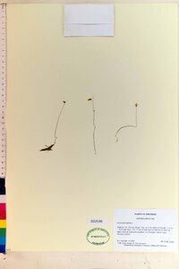 Utricularia gibba image