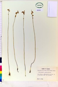 Utricularia cornuta image