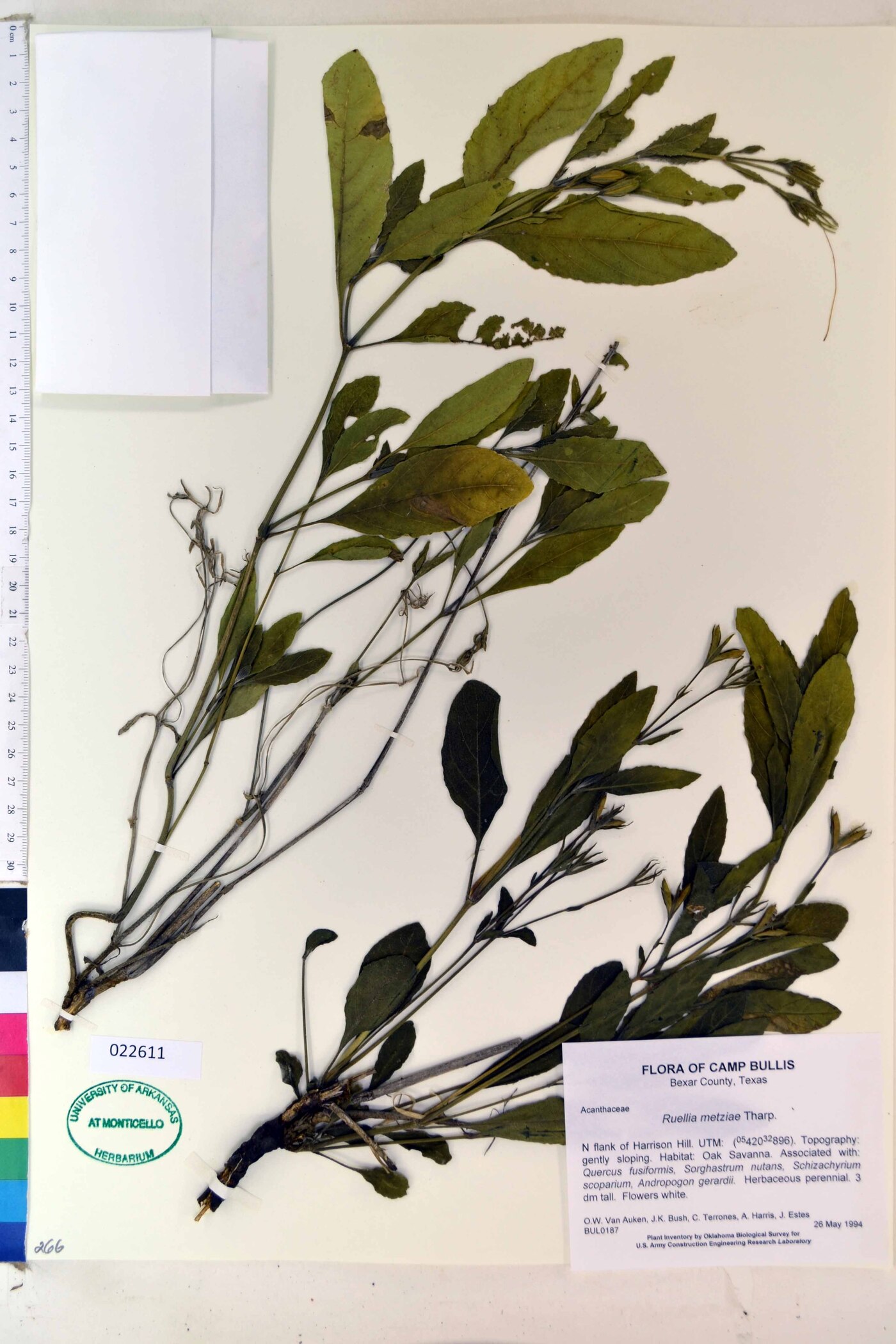 Ruellia metziae image