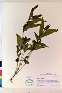 Ruellia strepens image