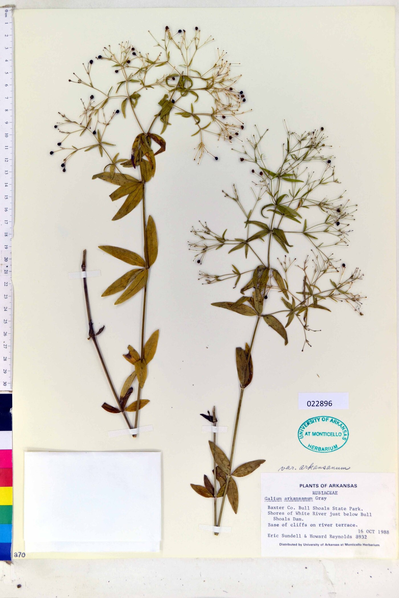 Galium arkansanum image