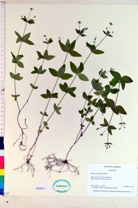 Galium circaezans image