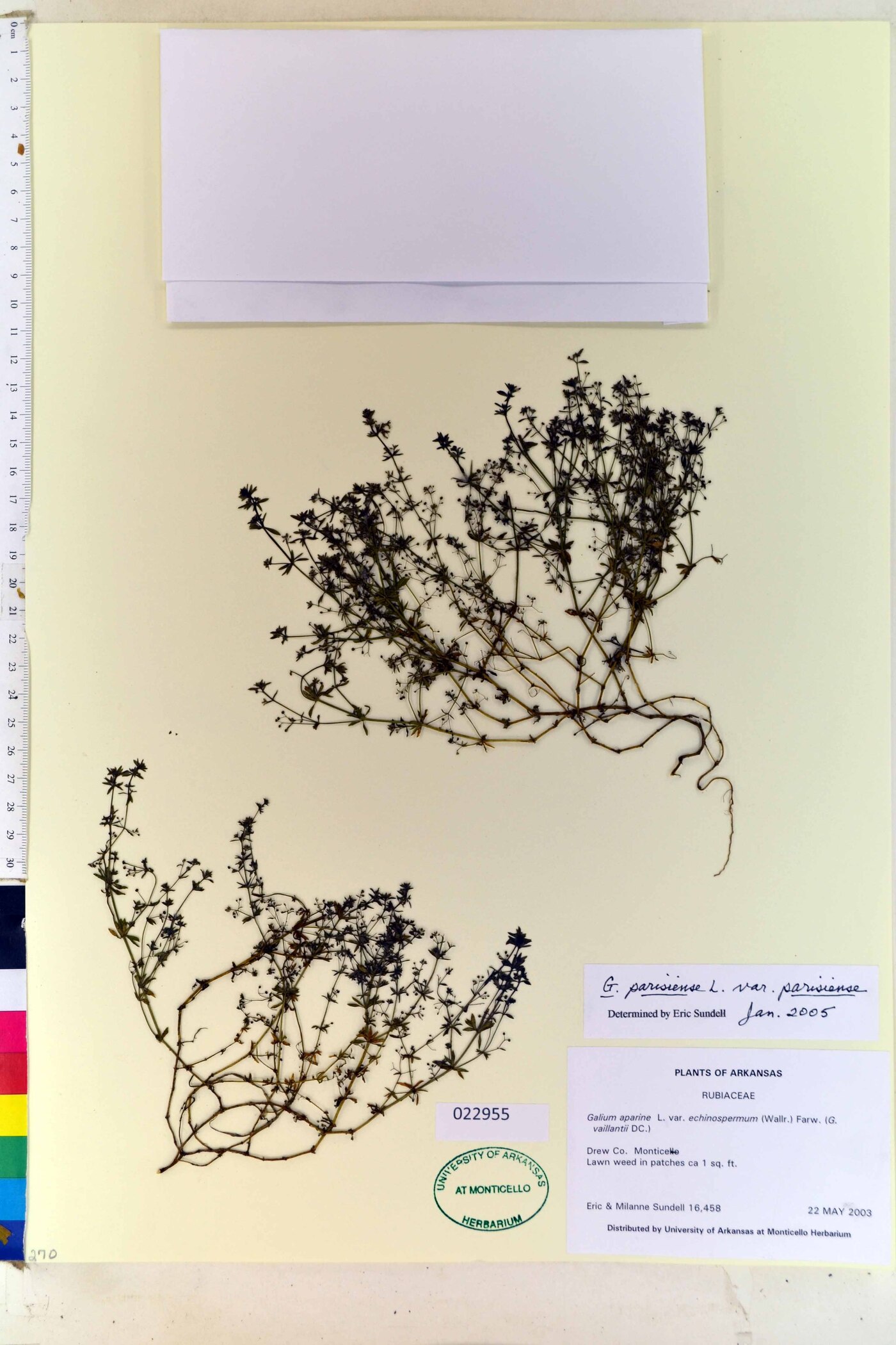 Galium parisiense var. parisiense image