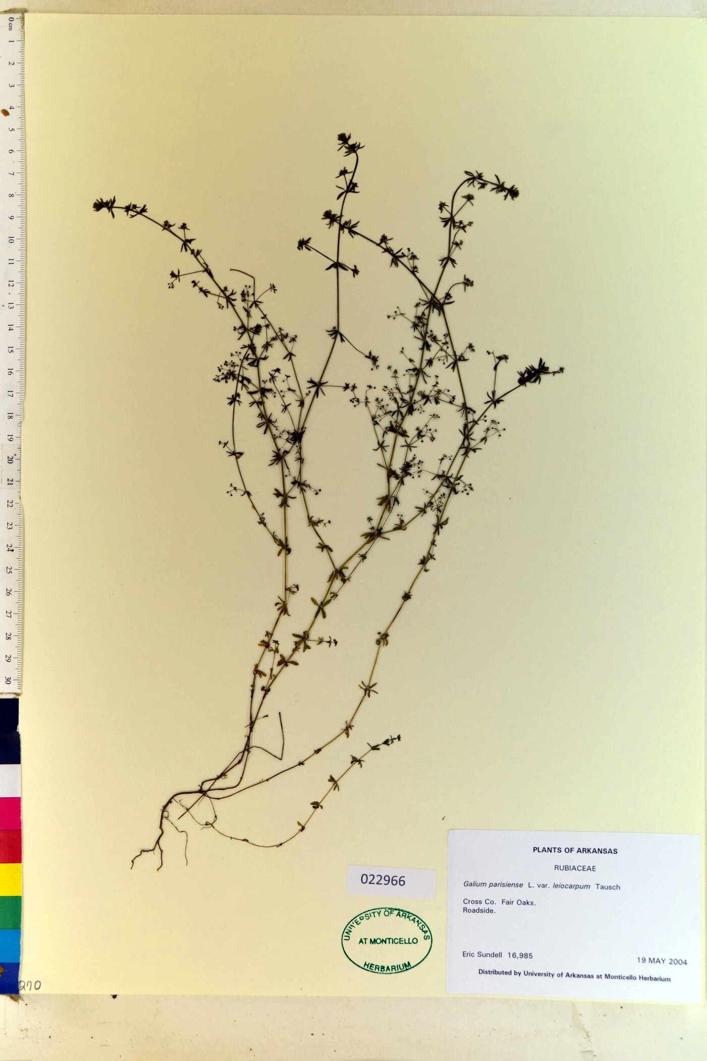 Galium parisiense var. leiocarpum image