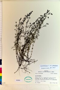 Galium parisiense image