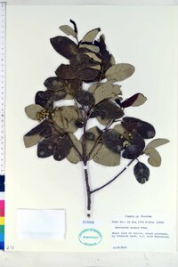 Guettarda scabra image