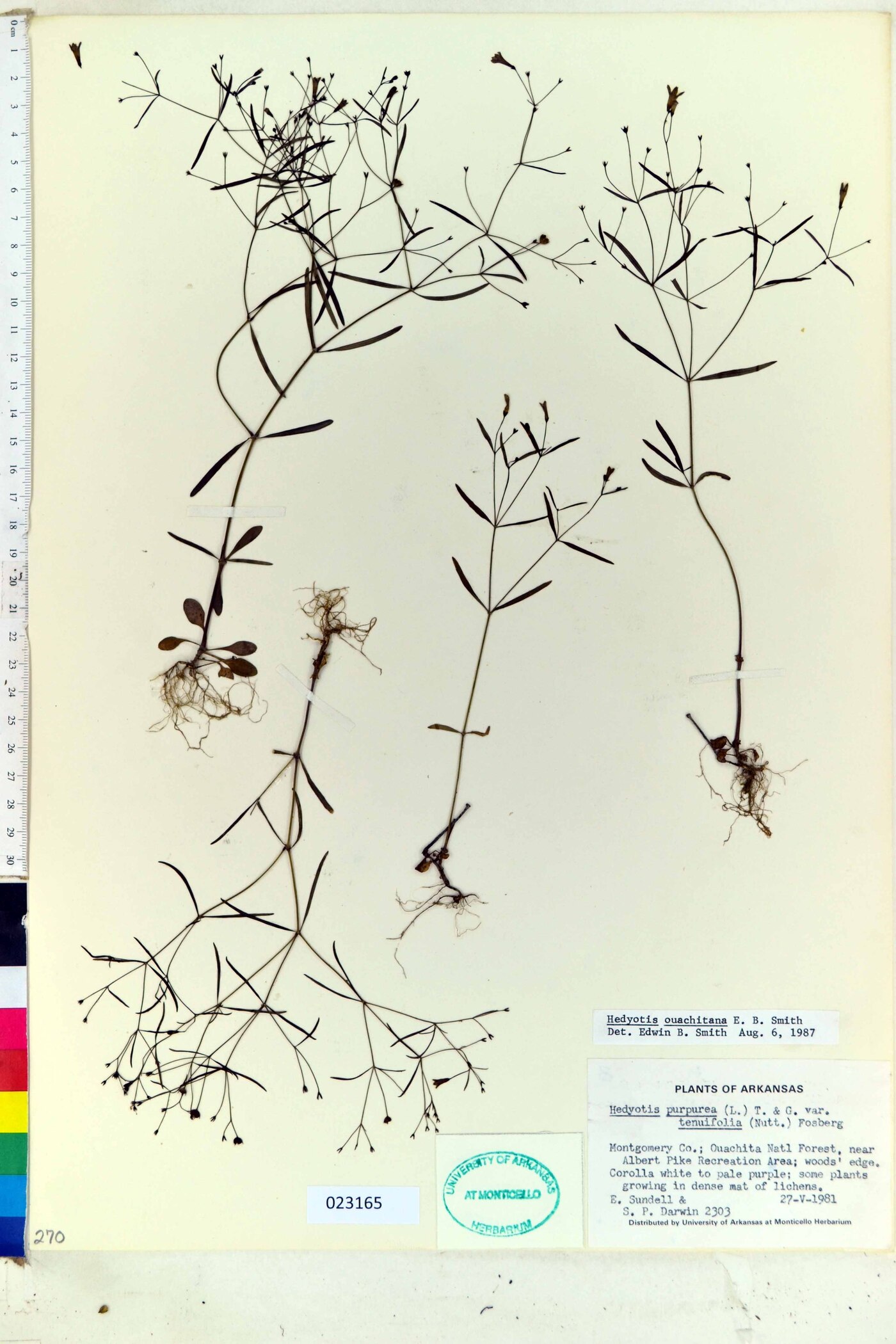 Hedyotis ouachitana image