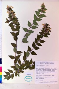Abelia chinensis image