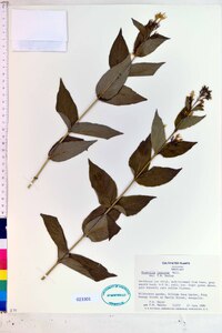 Diervilla lonicera image