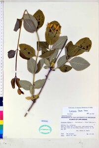 Lonicera flava image