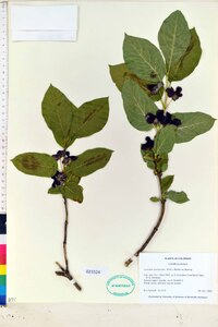 Lonicera involucrata image