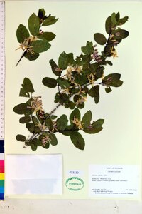 Lonicera × bella image