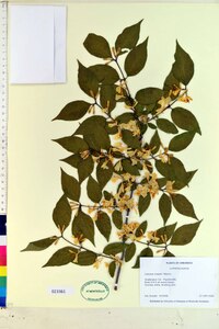 Lonicera maackii image