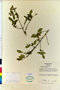 Lonicera morrowii image