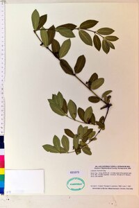 Lonicera morrowii image