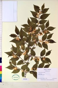 Lonicera maackii image