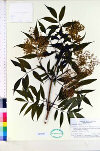 Sambucus racemosa subsp. racemosa image