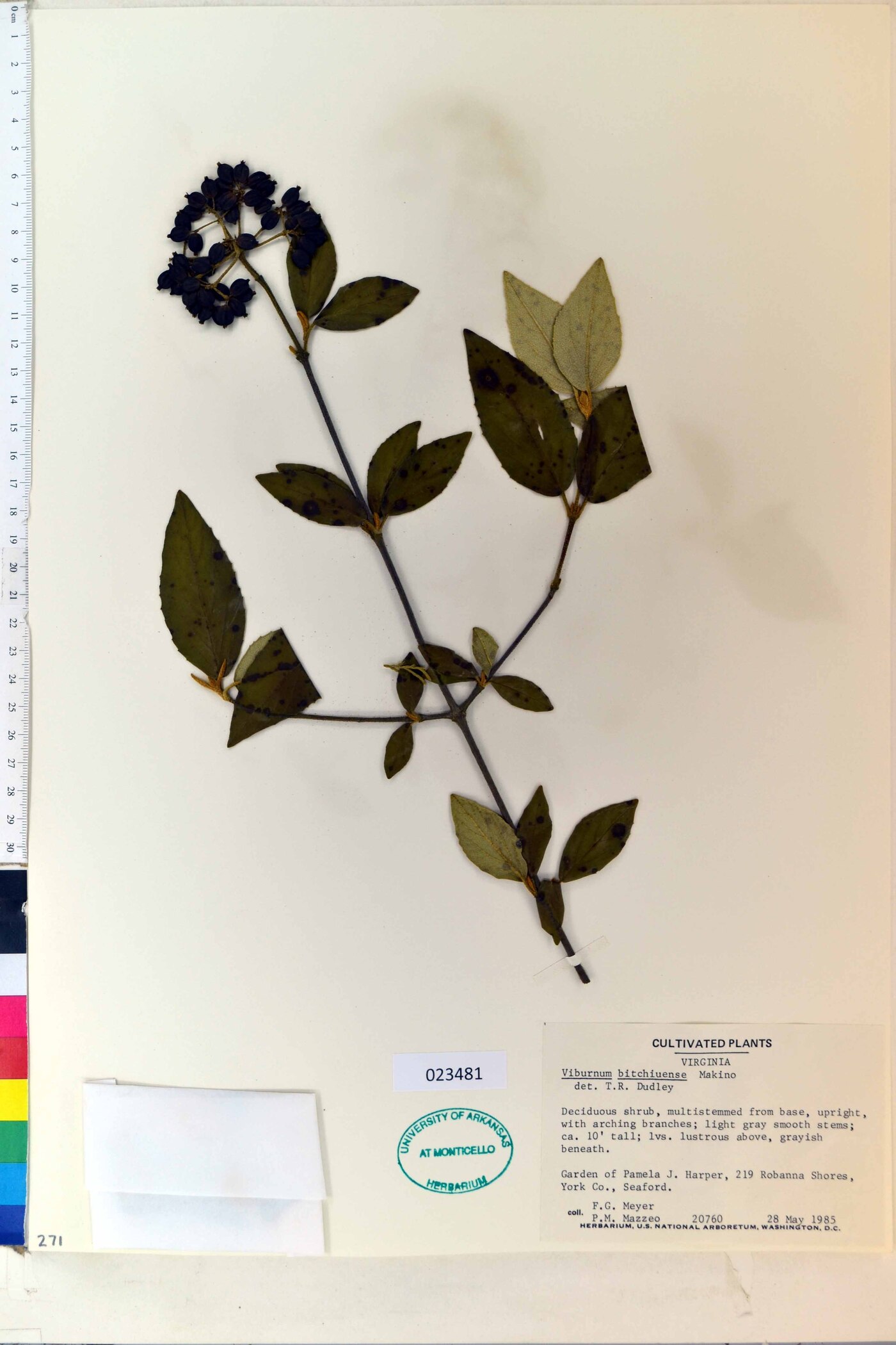 Viburnum carlesii var. bitchiuense image