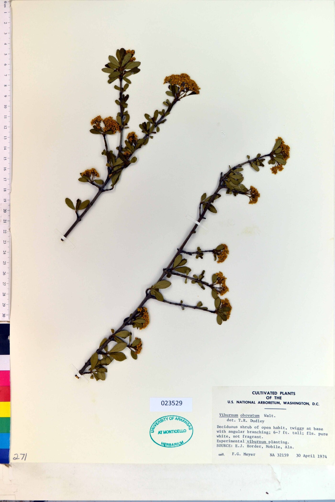 Viburnum obovatum image