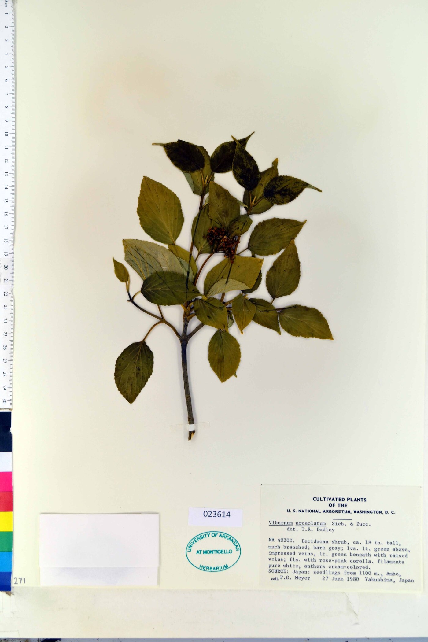 Viburnum urceolatum image