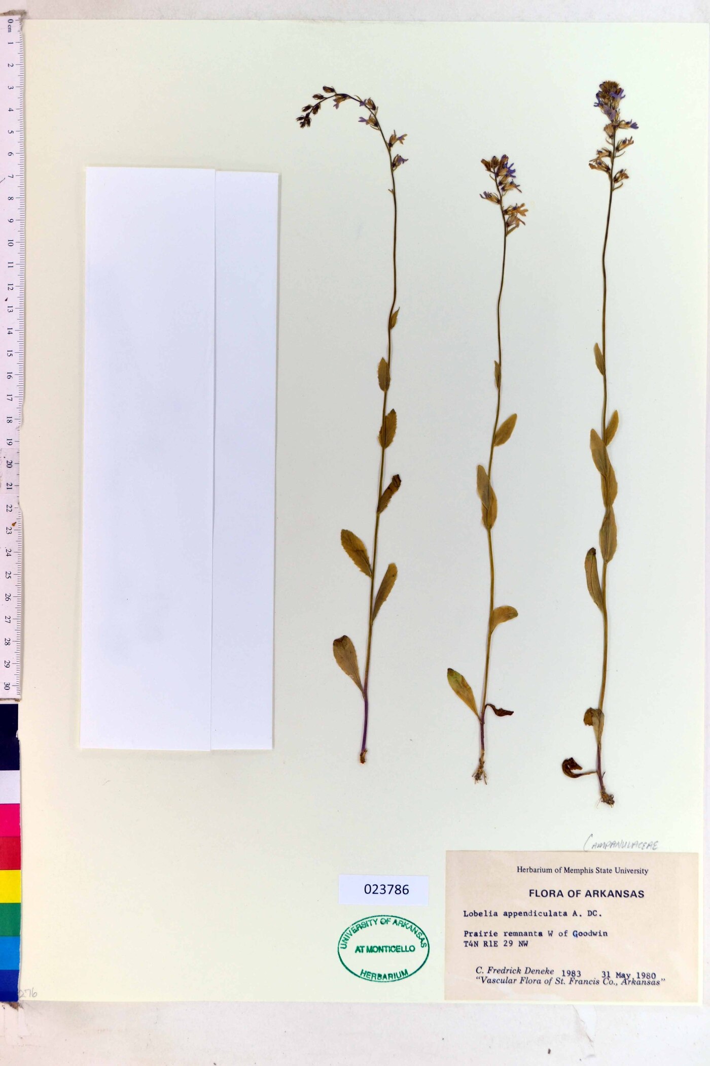 Lobelia appendiculata image