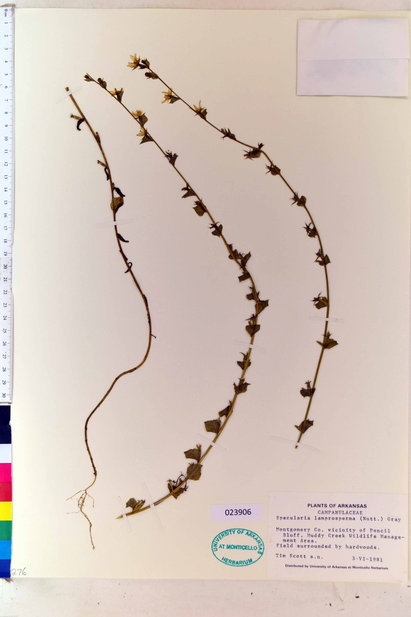 Specularia lamprosperma image