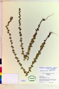 Triodanis perfoliata var. perfoliata image