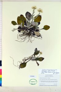 Antennaria parlinii var. fallax image