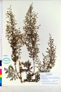 Artemisia annua image