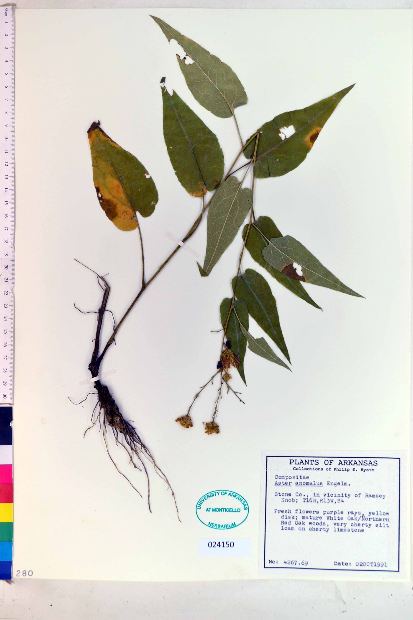 Symphyotrichum anomalum image