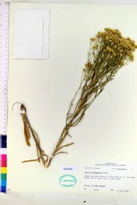 Aster solidagineus image