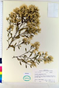 Baccharis angustifolia image