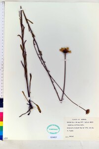 Balduina uniflora image