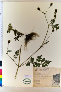 Bidens bipinnata image