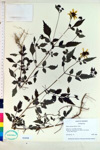 Bidens aristosa image