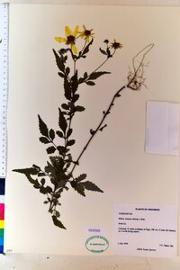 Bidens aristosa image