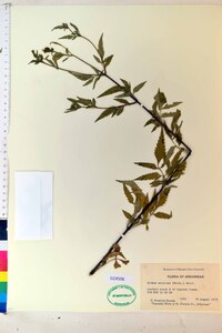 Bidens aristosa image