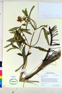 Bidens laevis image