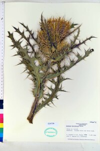 Cirsium horridulum image