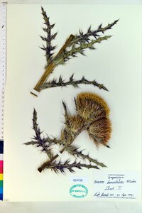 Cirsium horridulum image