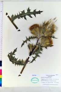 Cirsium horridulum image